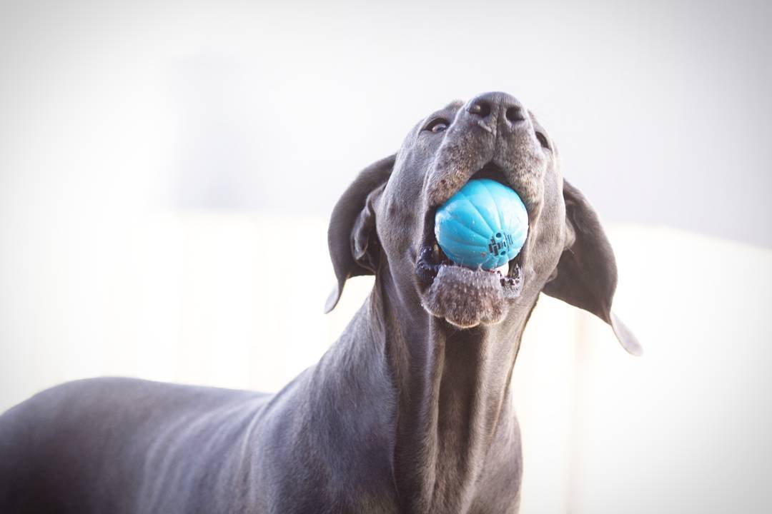 Pet Qwerks Talking Babble Ball Dog Toy