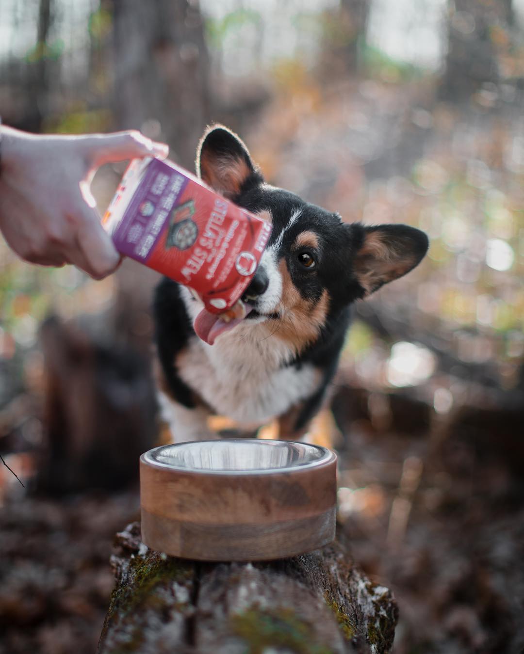 Stella&Chewy's Dog Wet Food - Cage-Free Turkey Stew