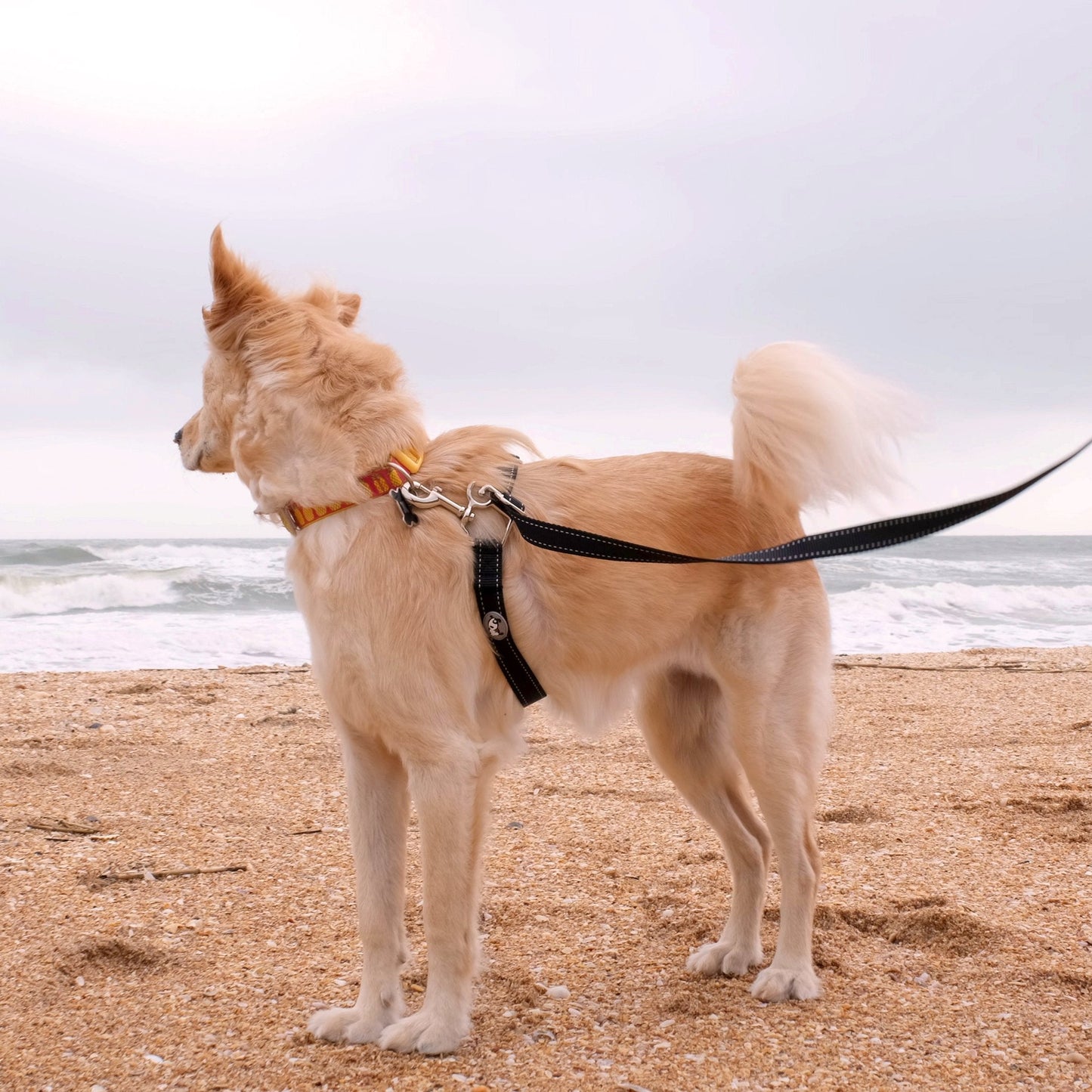ThunderLeash