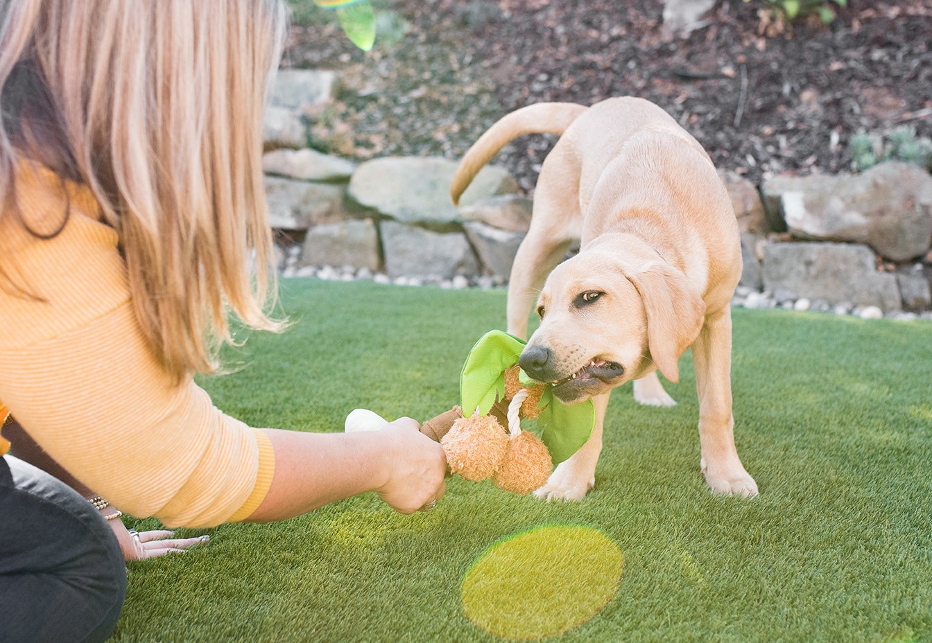 Tropical Paradise Puppy Palm