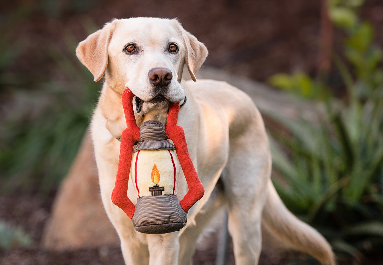 Camp Corbin - Pack Leader Lantern