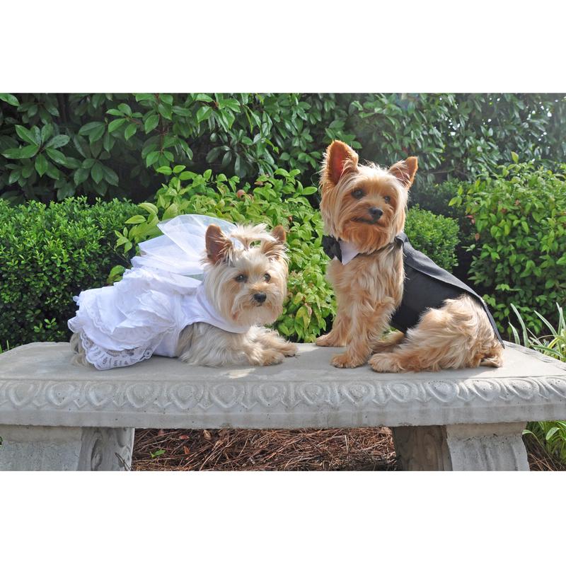 Black Dog Harness Tuxedo w/Tails, Bow Tie, and Cotton Collar