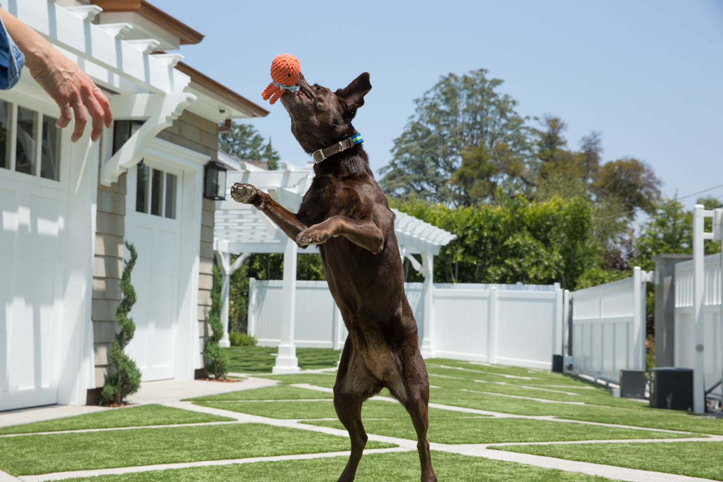 Elton The Octopus Rope Dog Toy