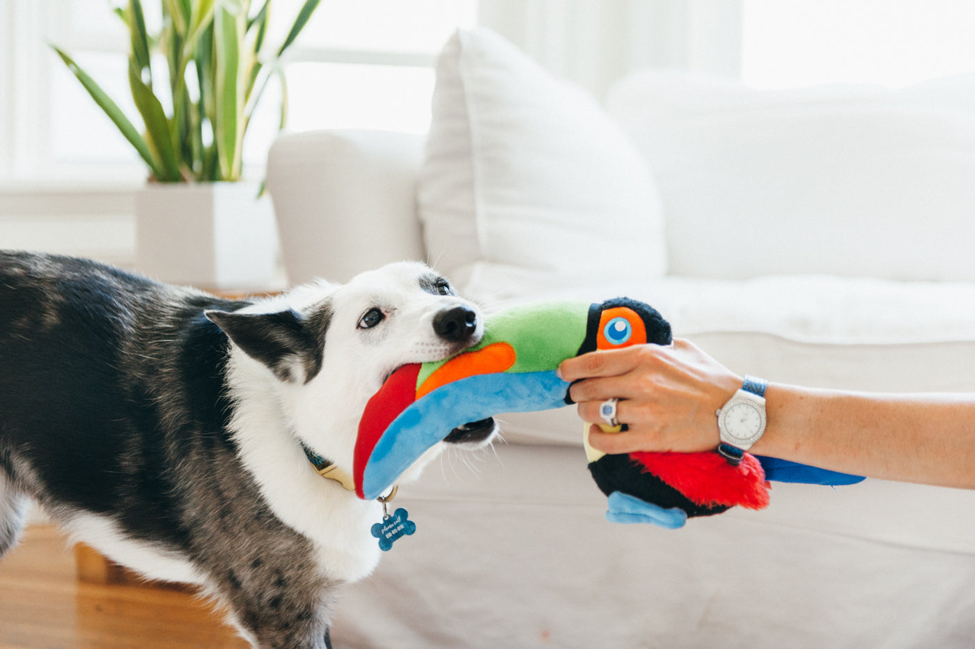 Fetching Flock - Tito the Toucan