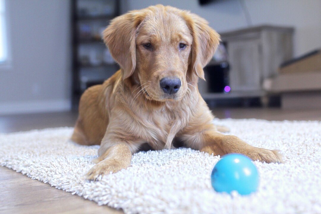 Pet Qwerks Talking Babble Ball Dog Toy