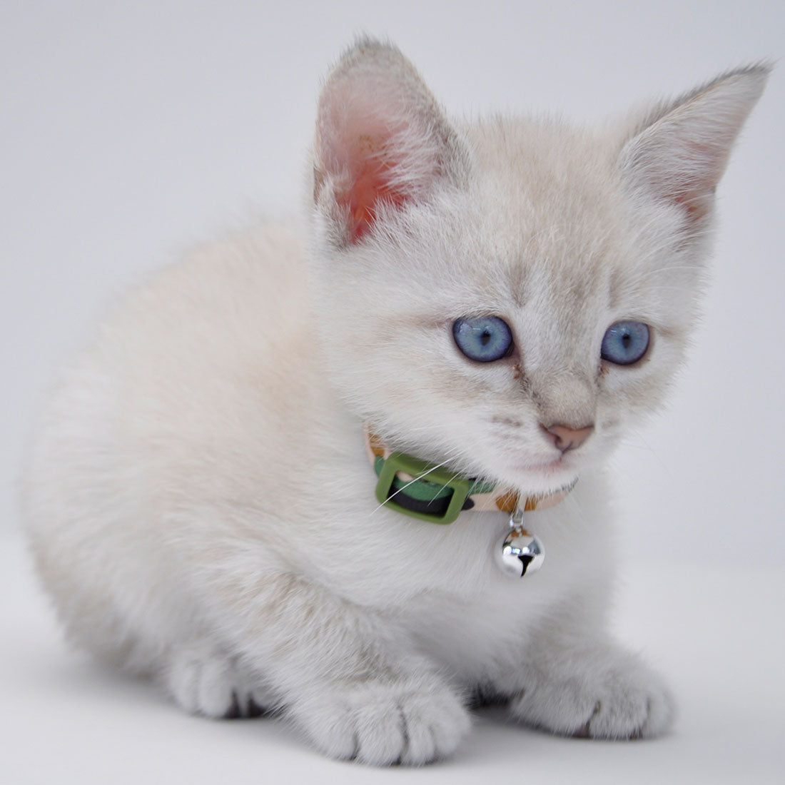 Adjustable Breakaway Kitten Collar Camo Brown