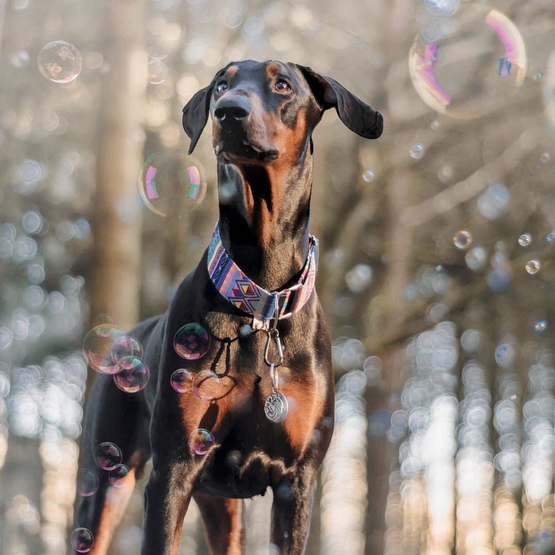 Doggy IncrediBubbles™ with Peanut Butter Flavor for Dogs
