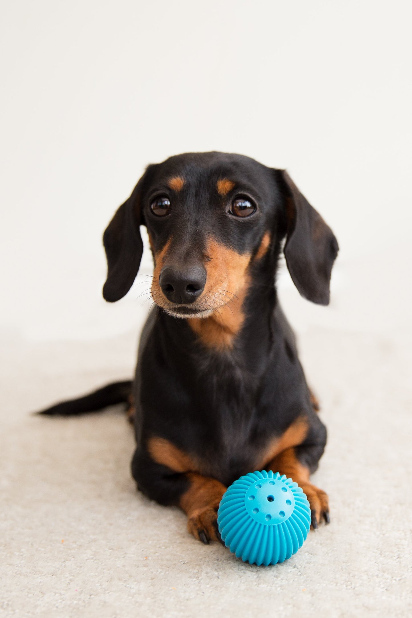 Pet Qwerks Talking Babble Ball Dog Toy