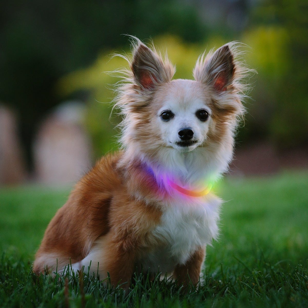 NiteHowl Rechargeable LED Safety Necklace