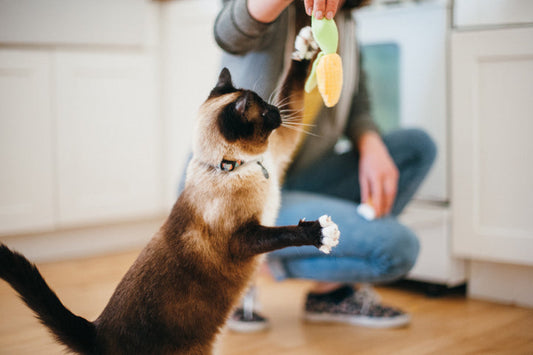 Purrfect Picnic Cat Toy