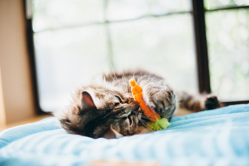 Farm to Tabby Cat Toy