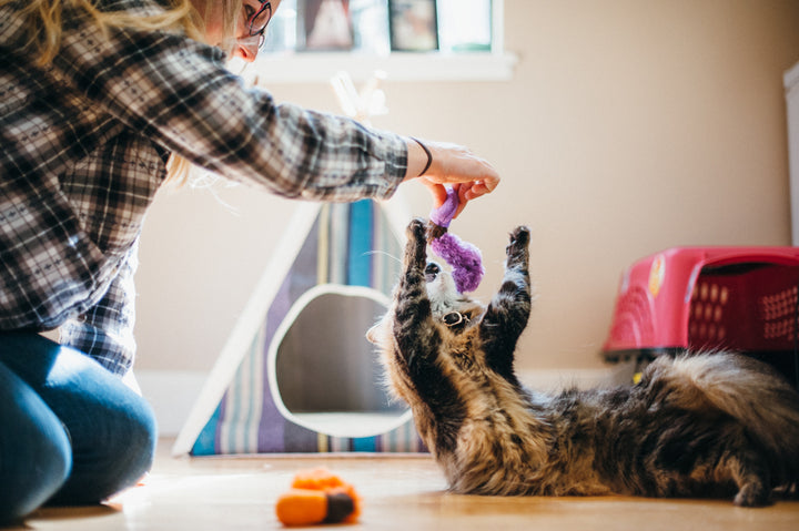 Feline Frenzy Critter Toy - Wiggly Wormies