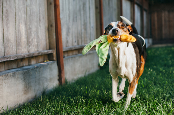 Farm Fresh Veggie - Corn Toy