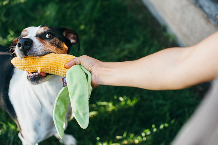 Farm Fresh Veggie - Corn Toy