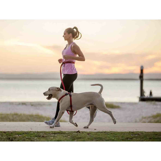 Road Runner Leash