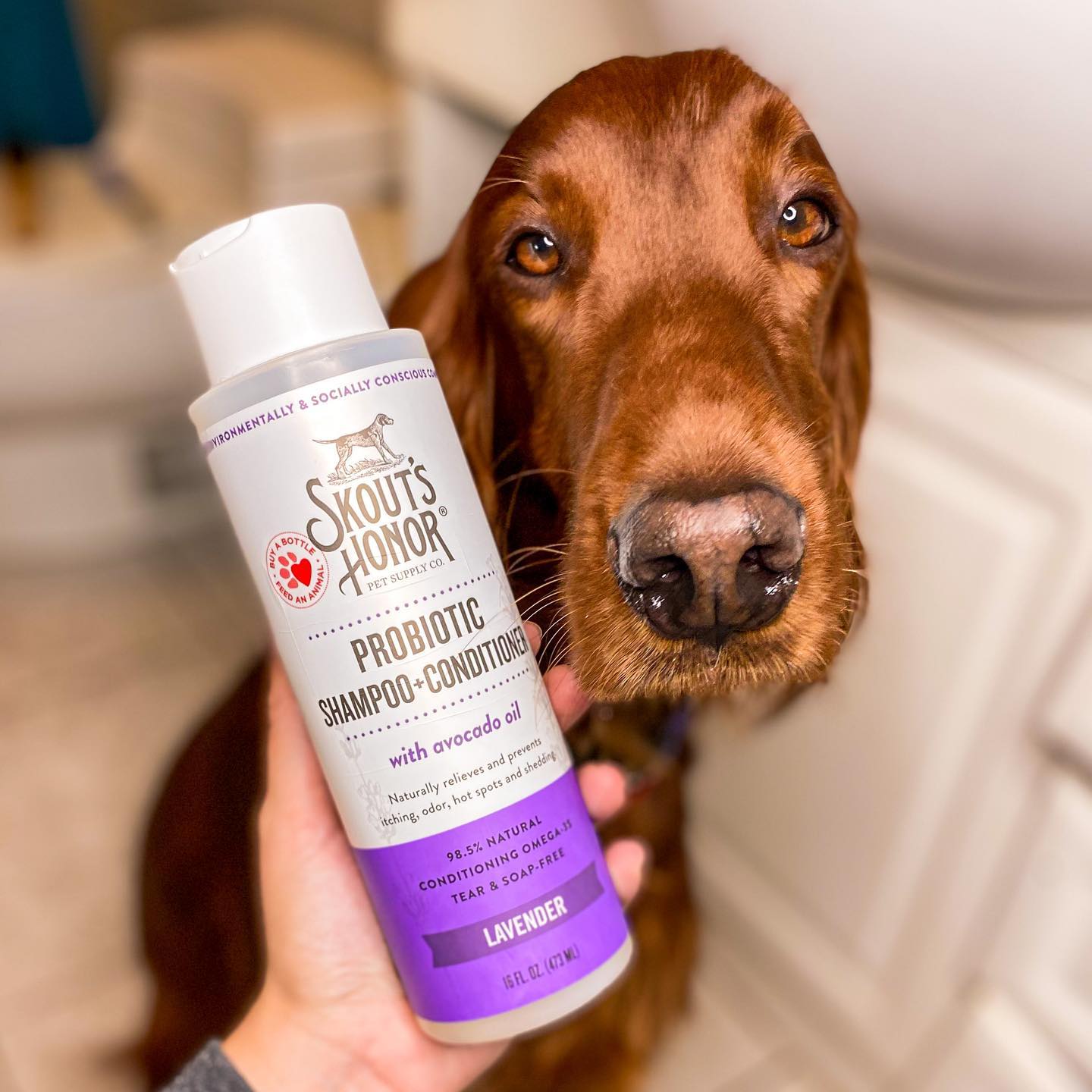 Skout's Honor Probiotic Shampoo+Conditioner Lavender (16oz)