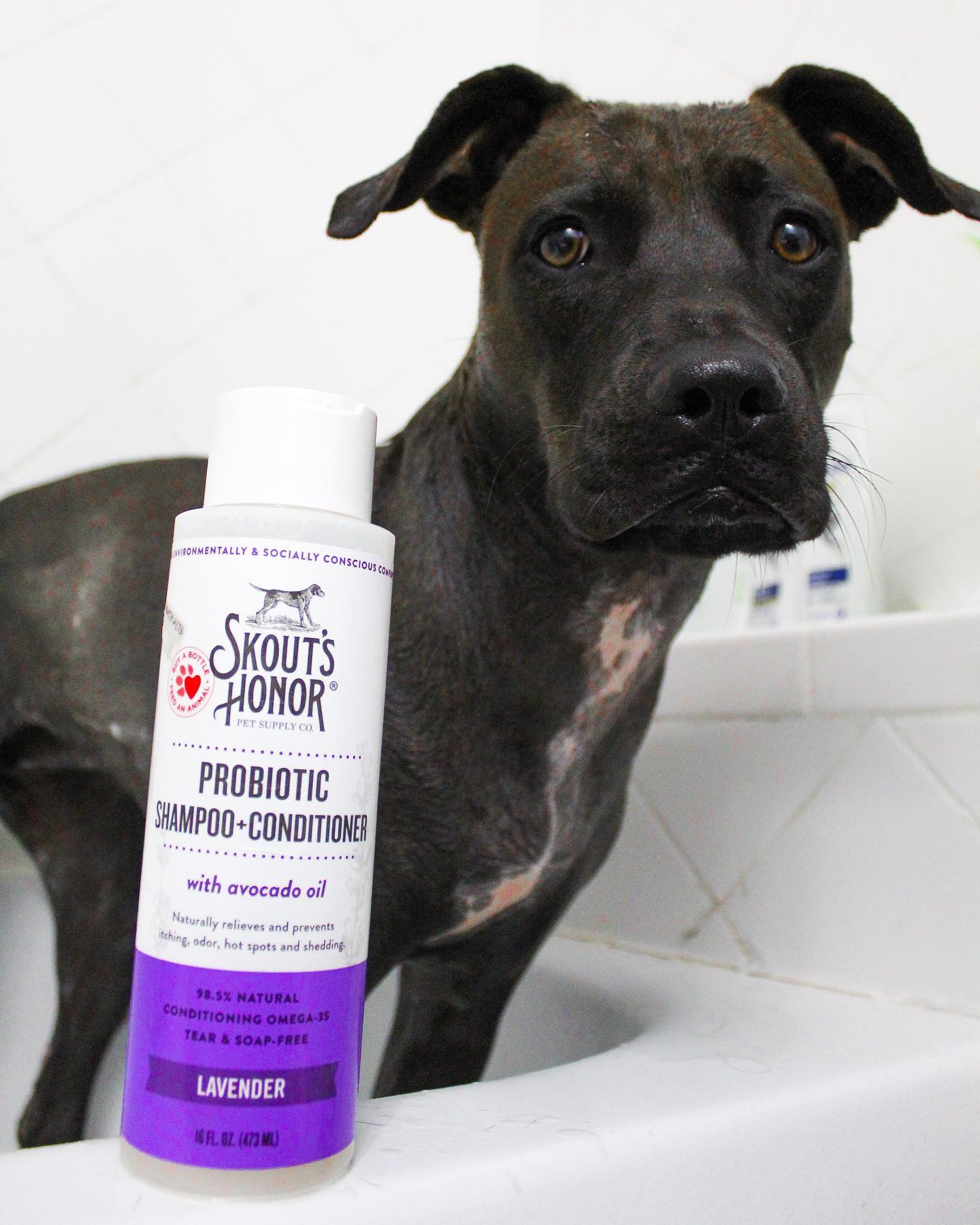 Skout's Honor Probiotic Shampoo+Conditioner Lavender (16oz)