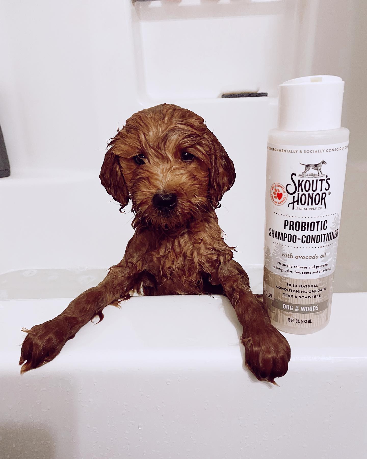 Skout's Honor Probiotic Shampoo+Conditioner Dog of the Woods(Sandalwood Vanilla)16oz