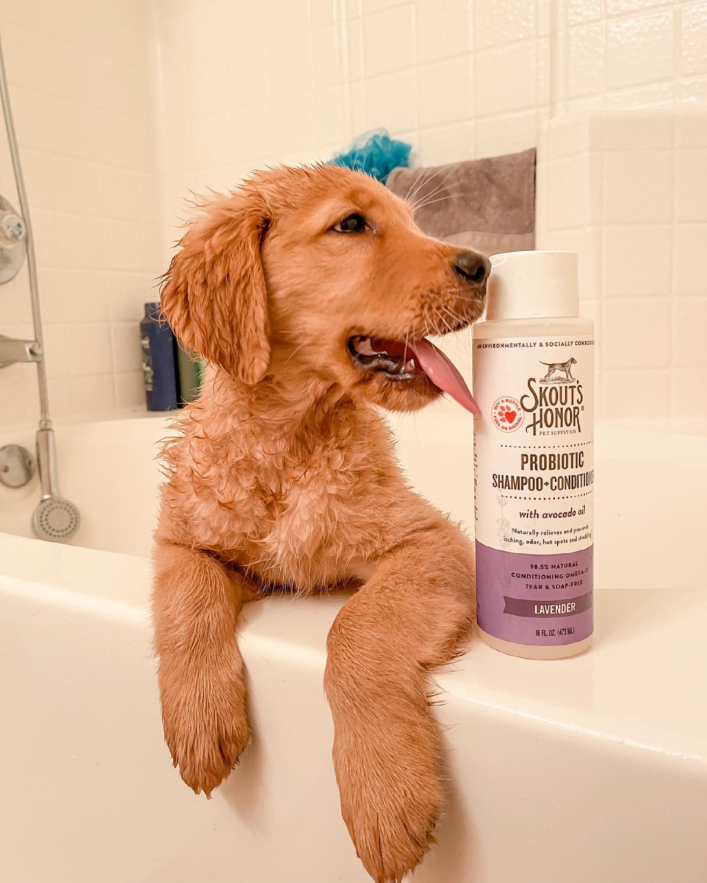 Skout's Honor Probiotic Shampoo+Conditioner Lavender (16oz)