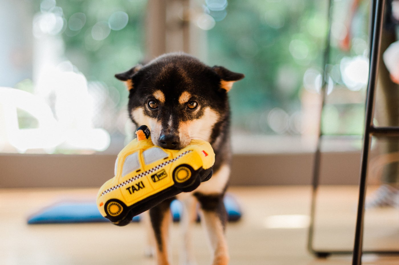 Canine Commute - Taxi
