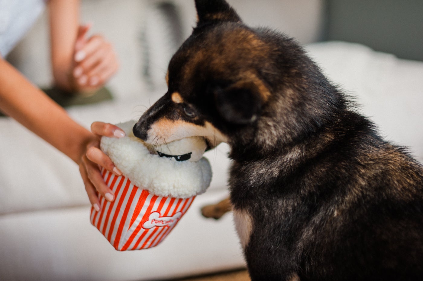 Hollywoof Cinema Poppin’ Pupcorn