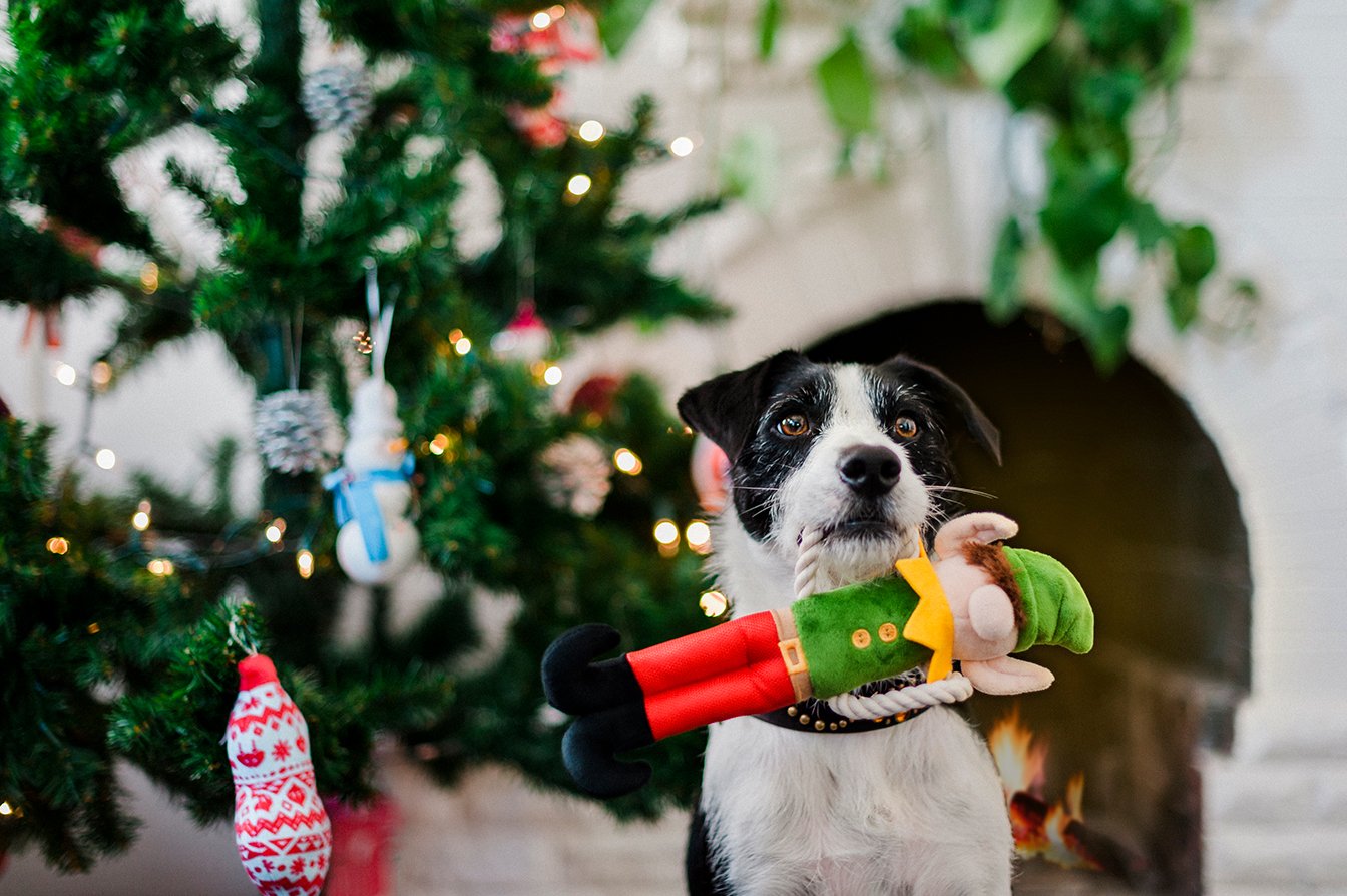 Merry Woofmas Collection - Santas Little Elfer