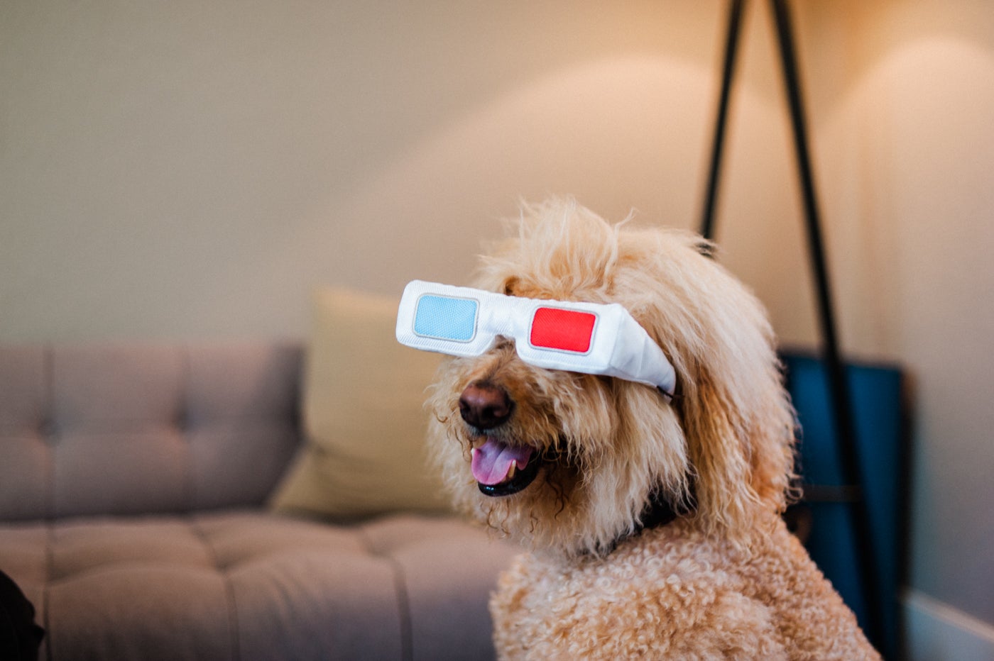 Hollywoof Cinema 3-Dog Glasses