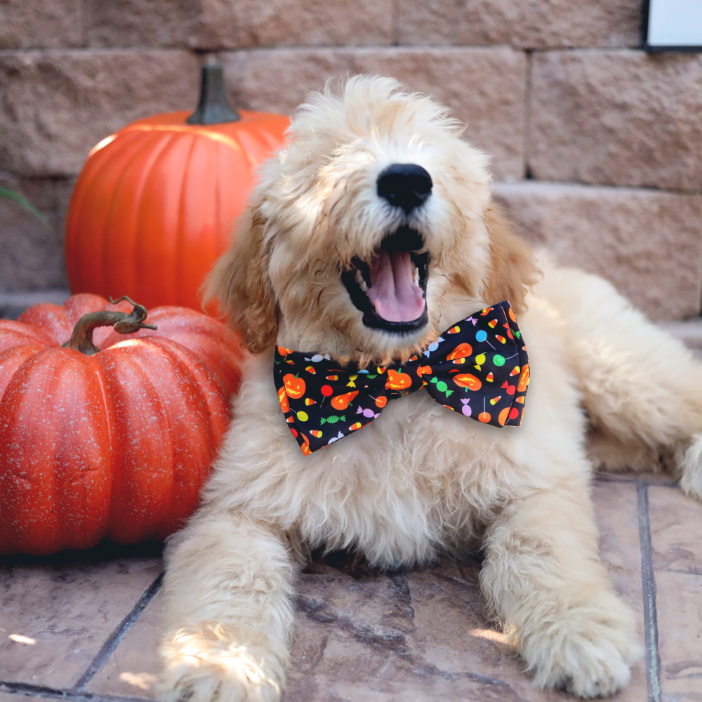 Trick or Treat Bow Tie