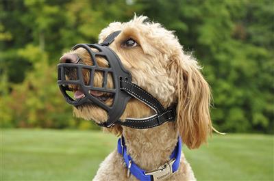 Soft Basket Muzzle