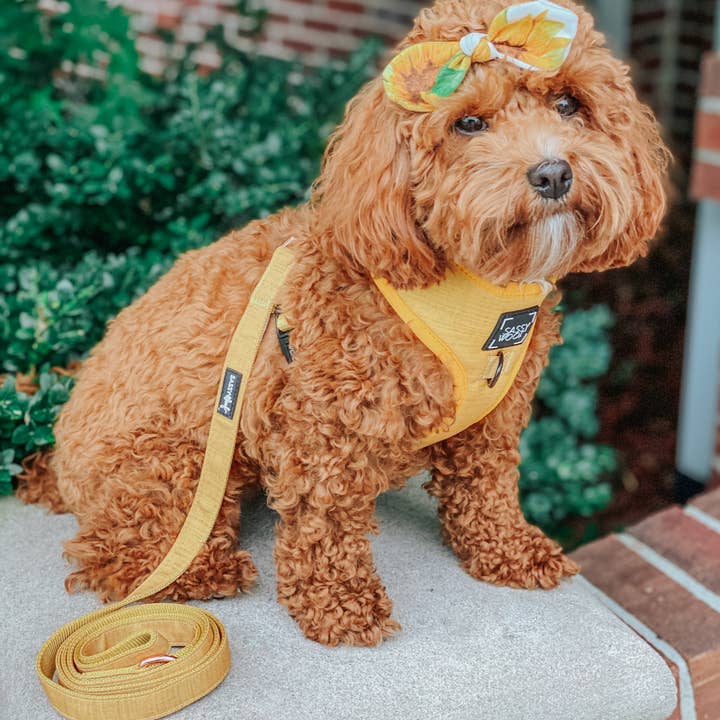 Dog Leash - Sunflower Fields