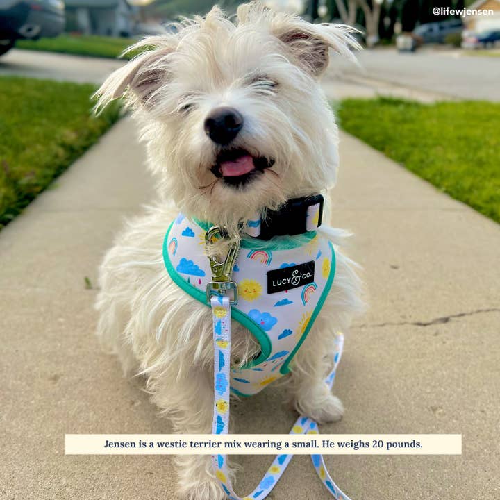 The Rain or Shine Leash