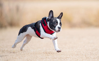 Puppia RiteFit Harness, Red