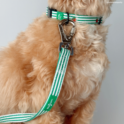 Tomato Leash