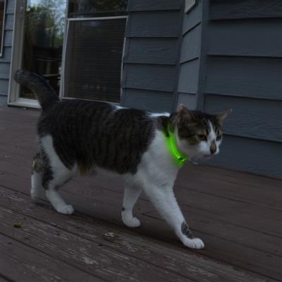 NiteMeow™ Rechargeable LED Safety Necklace