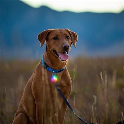 SpotLit® Rechargeable Collar Light - Disc-O Tech™ Jewel