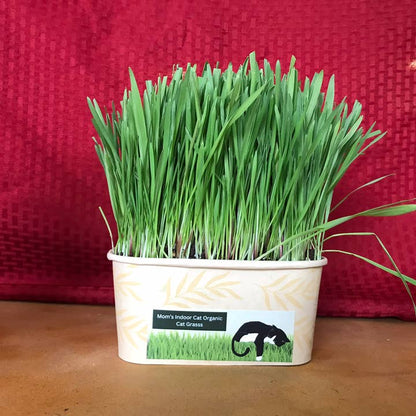 Compostable Cat Grass Bowl