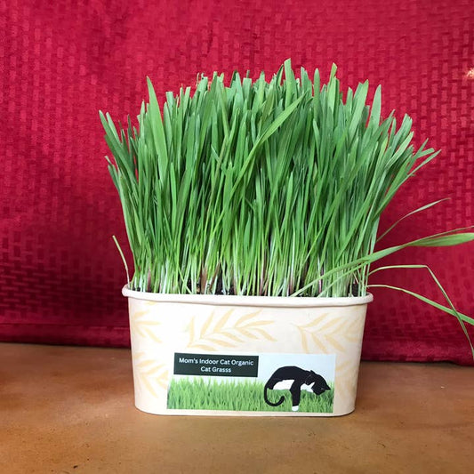 Compostable Cat Grass Bowl
