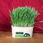 Compostable Cat Grass Bowl