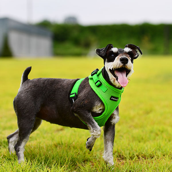 Puppia RiteFit Harness, Green