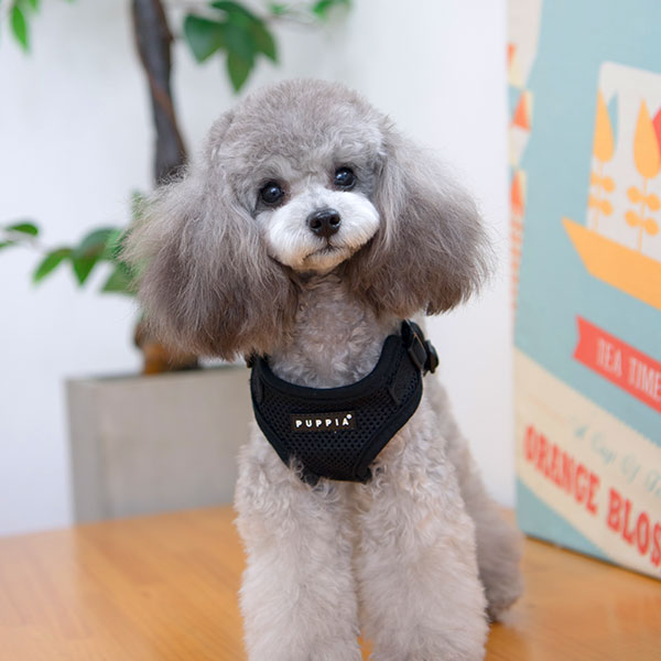 Puppia soft harness c best sale