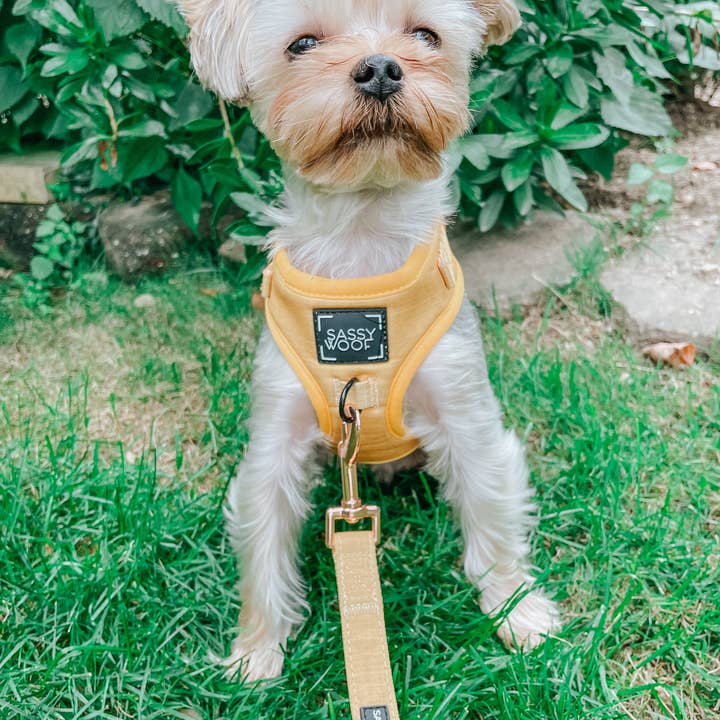 Dog Leash - Sunflower Fields