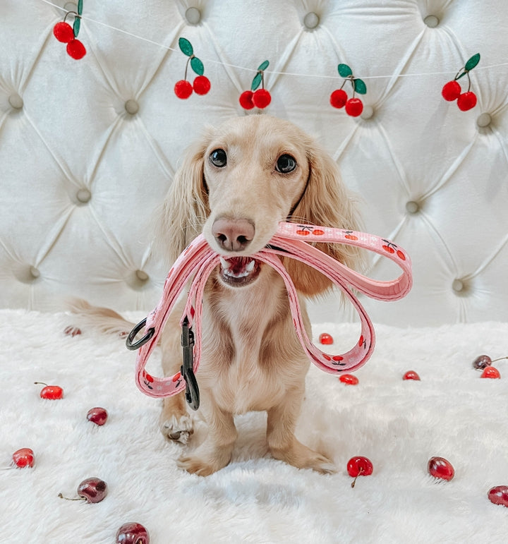 Dog Leash - Mon Chérry