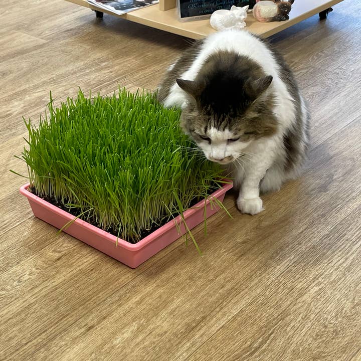 10"x10" Large Cat Grass Garden