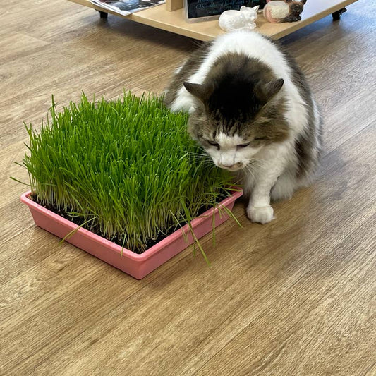 10"x10" Large Cat Grass Garden