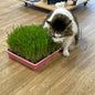 10"x10" Large Cat Grass Garden