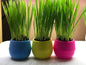 Cat Grass Garden Balls