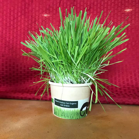 Compostable Cat Grass Cup