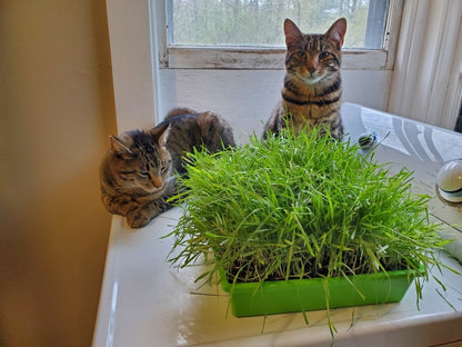 10"x10" Large Cat Grass Garden