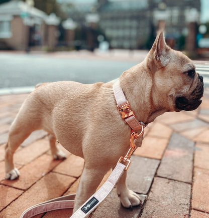 Dog Collar - Pinot