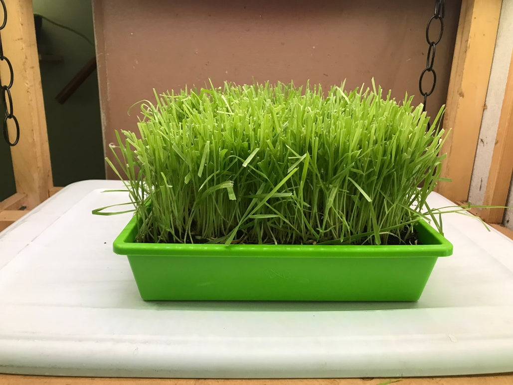 10"x10" Large Cat Grass Garden